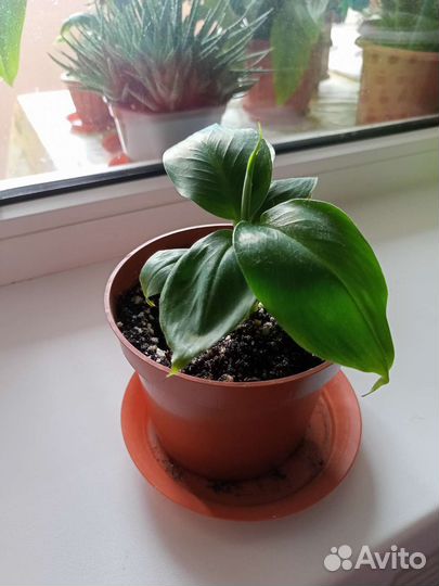 Комнатные растения цветы