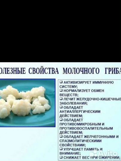 Молочный (тибетский) гриб