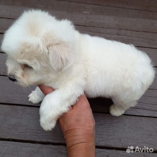 Щенки мальтипу мальчик