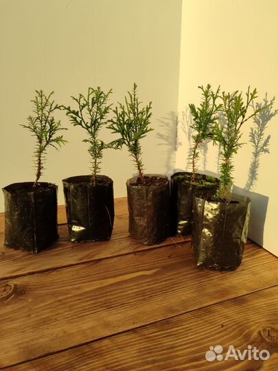 Туя западная Смарагд