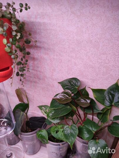 Комнатные растения