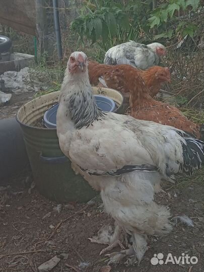 Петух брама