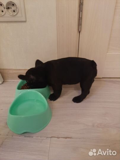 Продаётся щенок