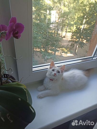 Котенок