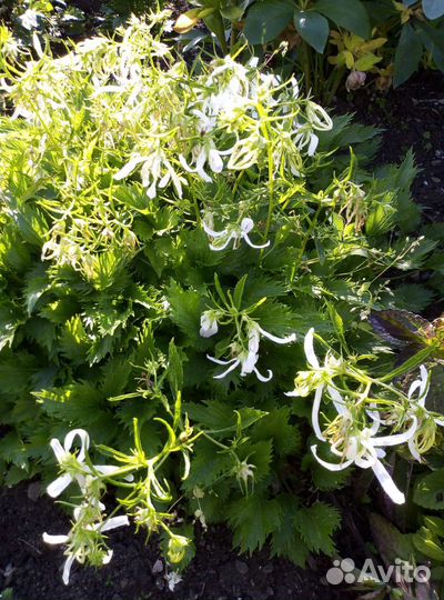 Многолетники садовые