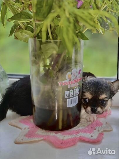 Щенки чихуахуа