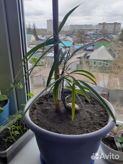 Цветы домашние