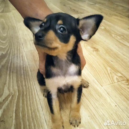 Той-терьер щеночки