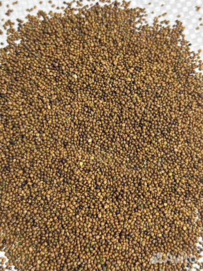 Семена Лядвенца