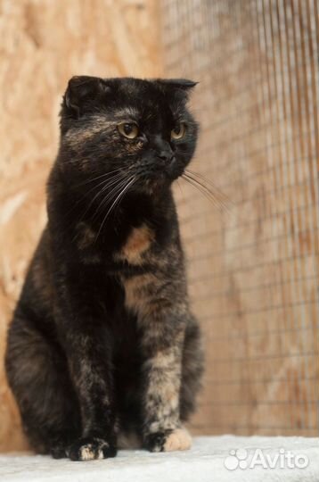 Киви нужен дом