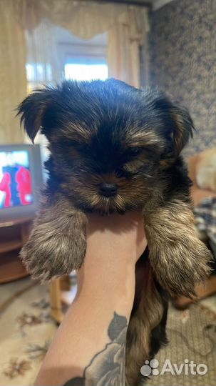 Екшерский терьер