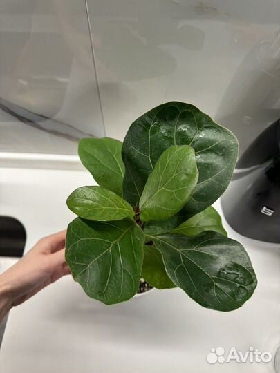 Фикус лирата бамбино