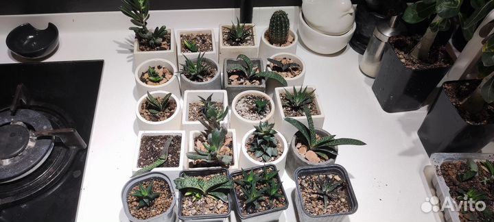 Кактусы и суккуленты