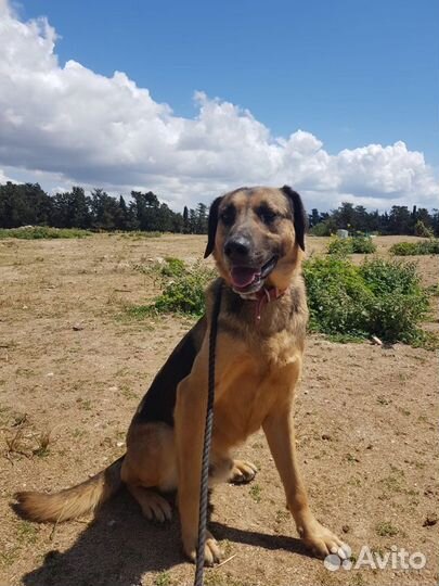 Очаровательный парень Душа ищет дом