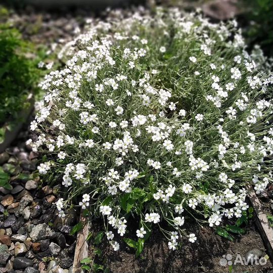 Уличные садовые растения почвопокровники