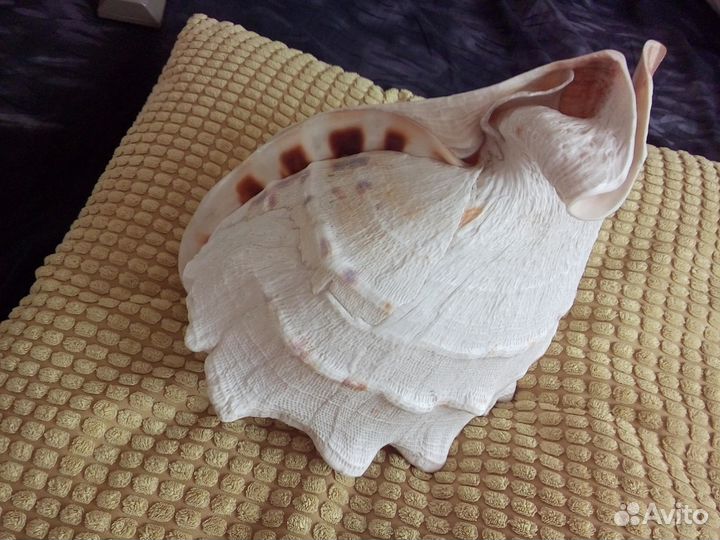 Огромная ракушка