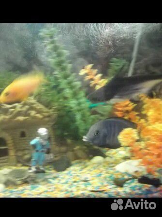 Аквариумные рыбы