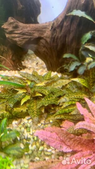 Криптокорина Нури и Фламинго