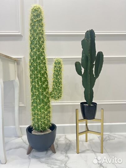 Искусственные банановые пальмы, Стрелиция