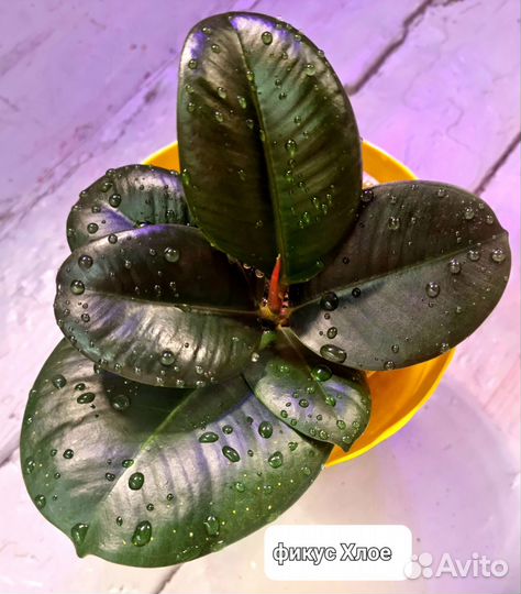 Фикус каучуконосный,бенджамина