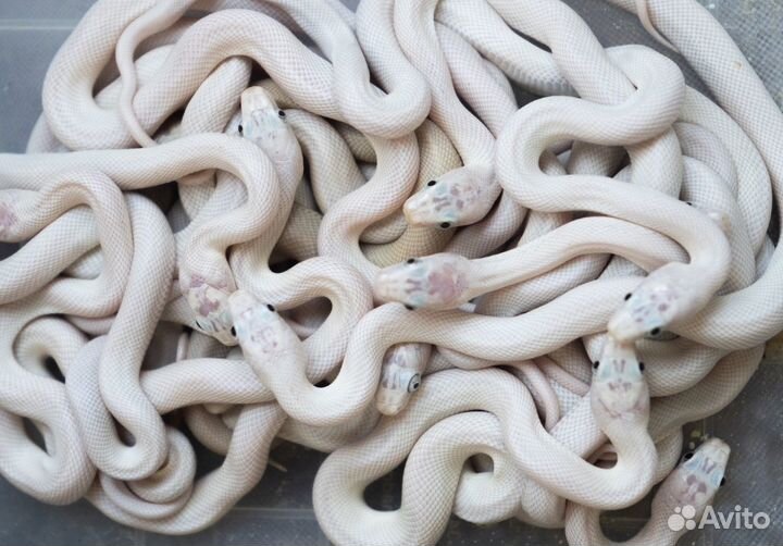 Белый техасский полоз леуцист (Elaphe obsoleta)