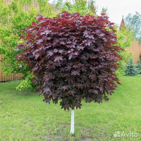 Клены на штамбе с доставкой