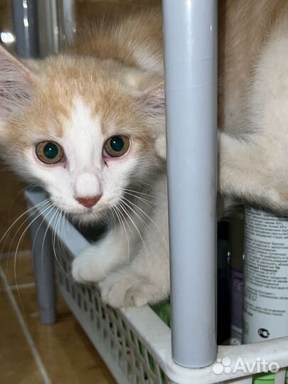 Котенок-мальчик и кошка в добрые руки