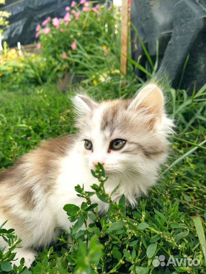 Кошка в дар