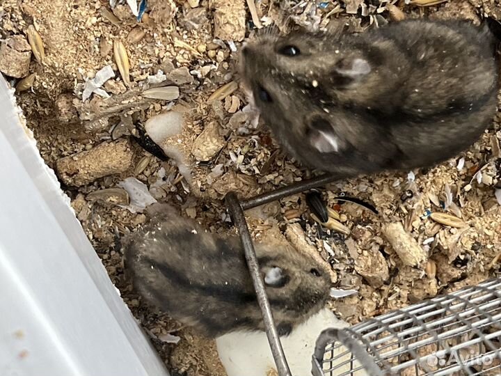 Продаю хомячков