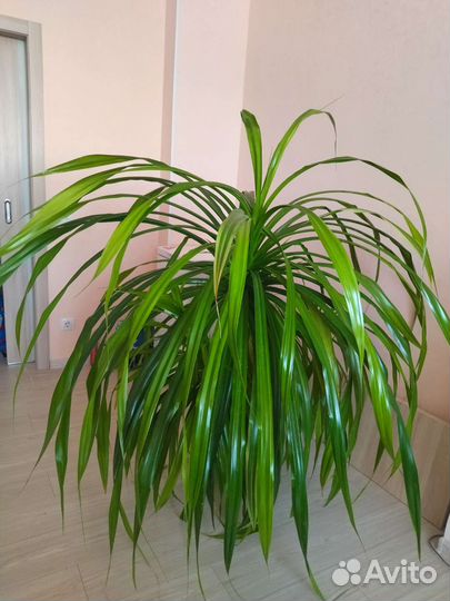 Пальма Панданус