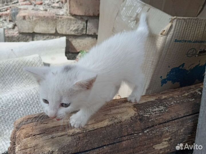 Котенок белый зовут берик