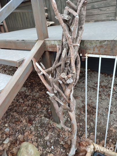 Коряга мангровая