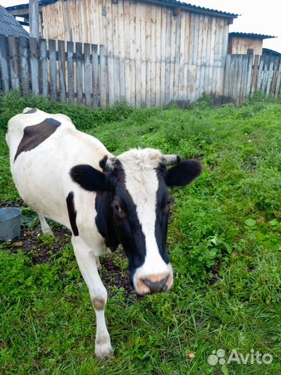 Корова стельная дойная