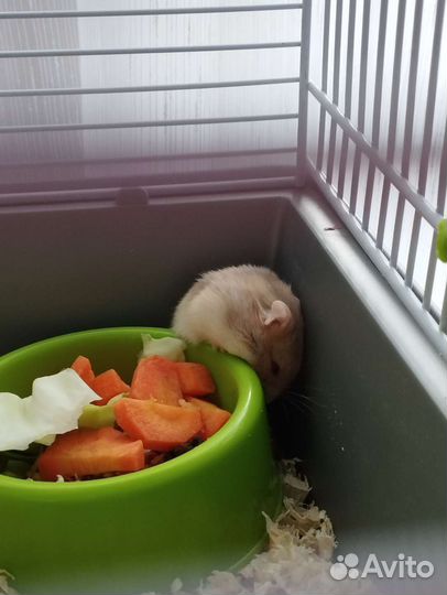 Хомячки джунгарский на продажу родились 1 июля