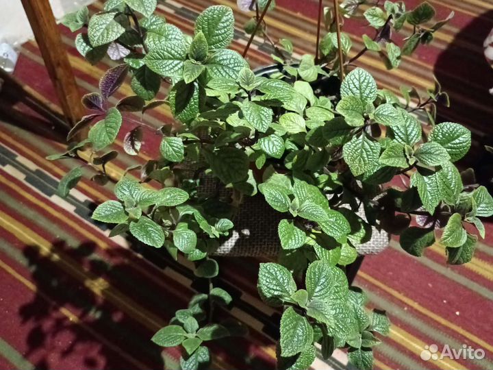 Шоколадница