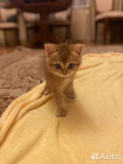 Шотладские котята