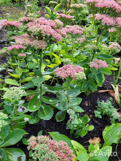 Садовые растения