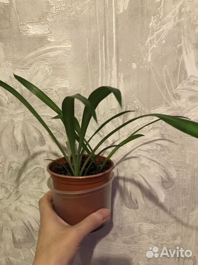 Хлорофитум