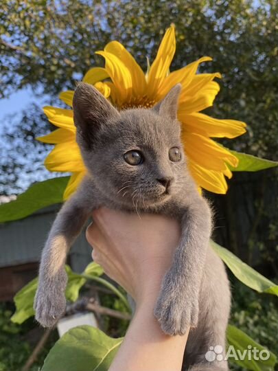 Котенок бесплатно