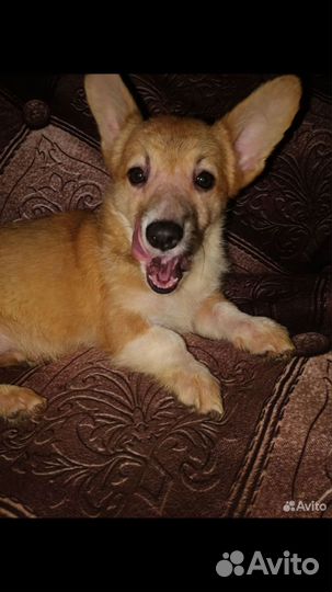 Вельш корги щенки