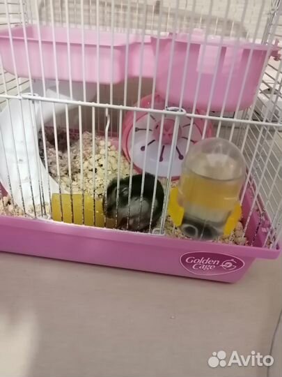 Джунгарский хомяк с клеткой