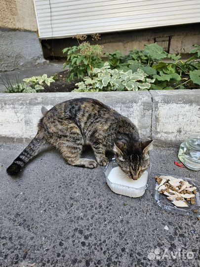 Кот в добрые руки