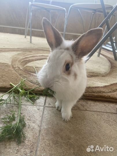 Вязка кроликов