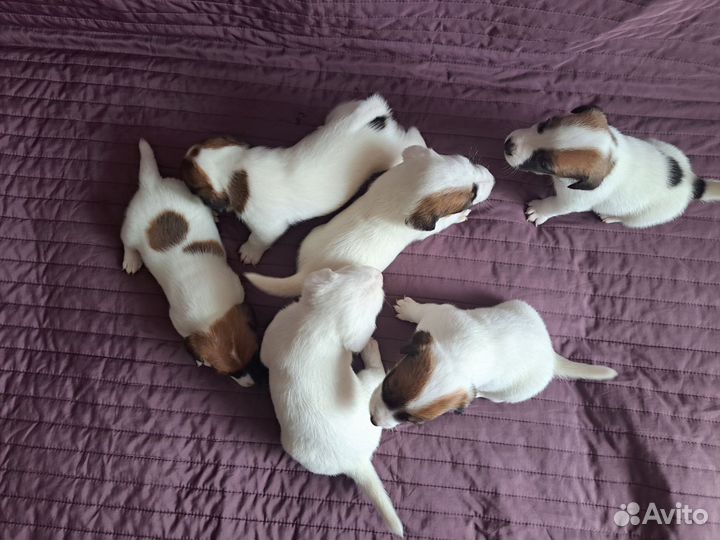 Щенки джек рассел терьер гладкошерстный
