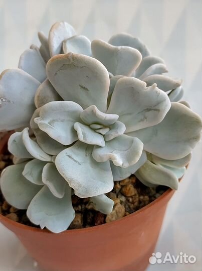 Кудрявые эхиверии. С волнистыи краем