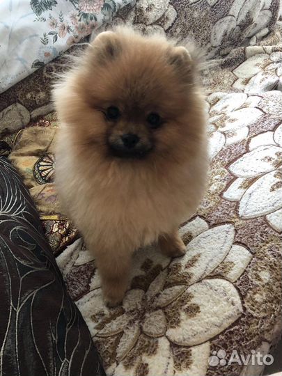 Передержка собак