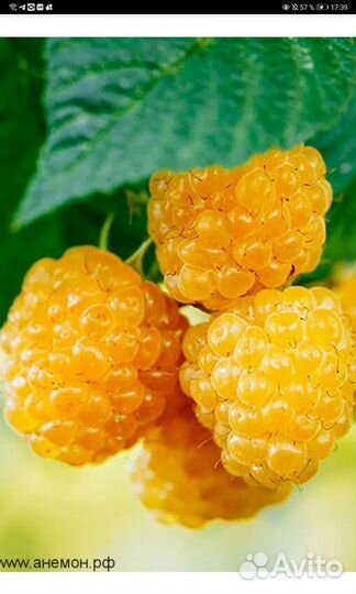 Саженец малины 