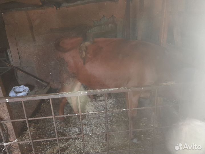 Домашние животные