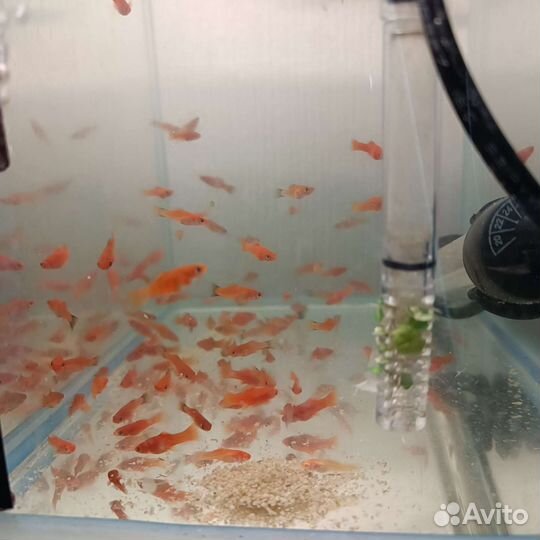 Мальки мечиносцев