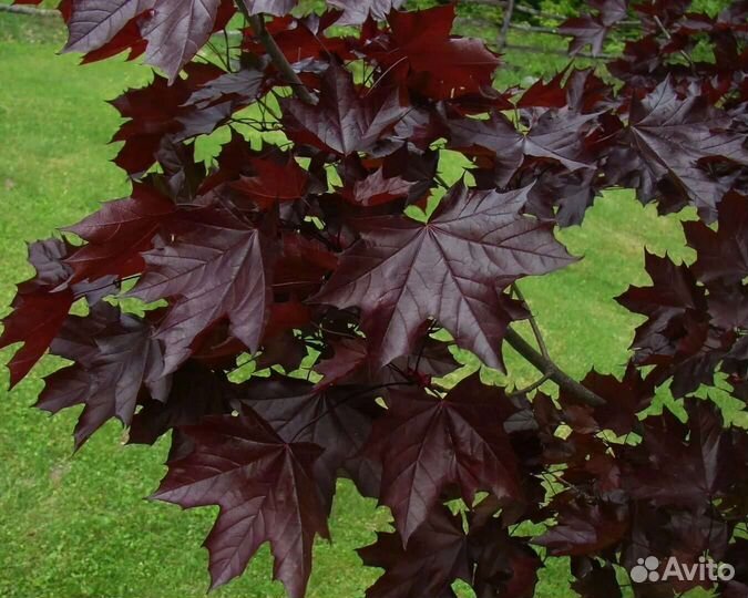 Клен на штамбе пурпл глоб, брилиантисимум и др